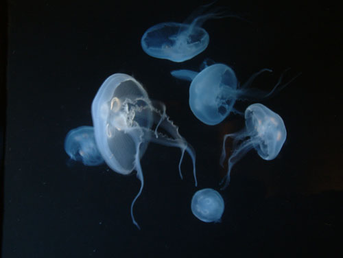 Antlantis