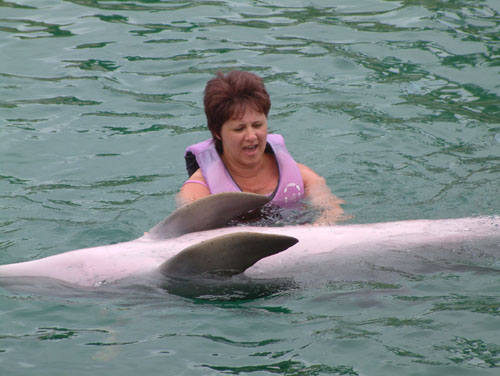 Dolphin
