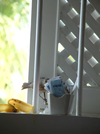 Barbados_123