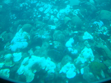 Barbados_72