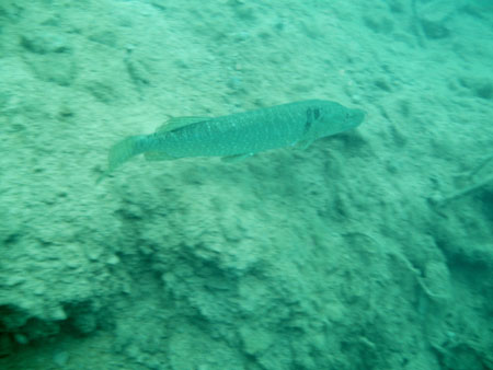 P1010050