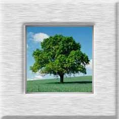 Family Tree